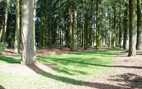 Tall fir trees shading lawn and picnic tables at Shute Park